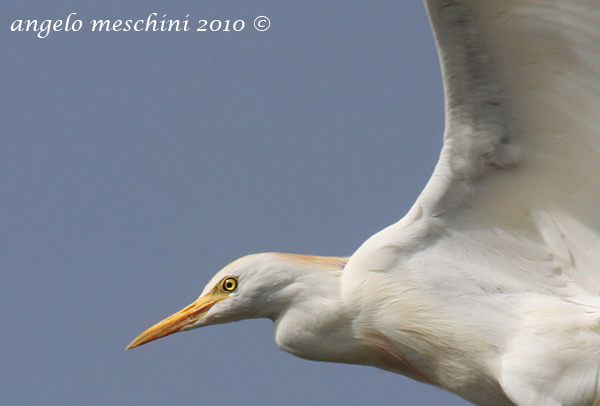 Un Airone guardabuoi particolare